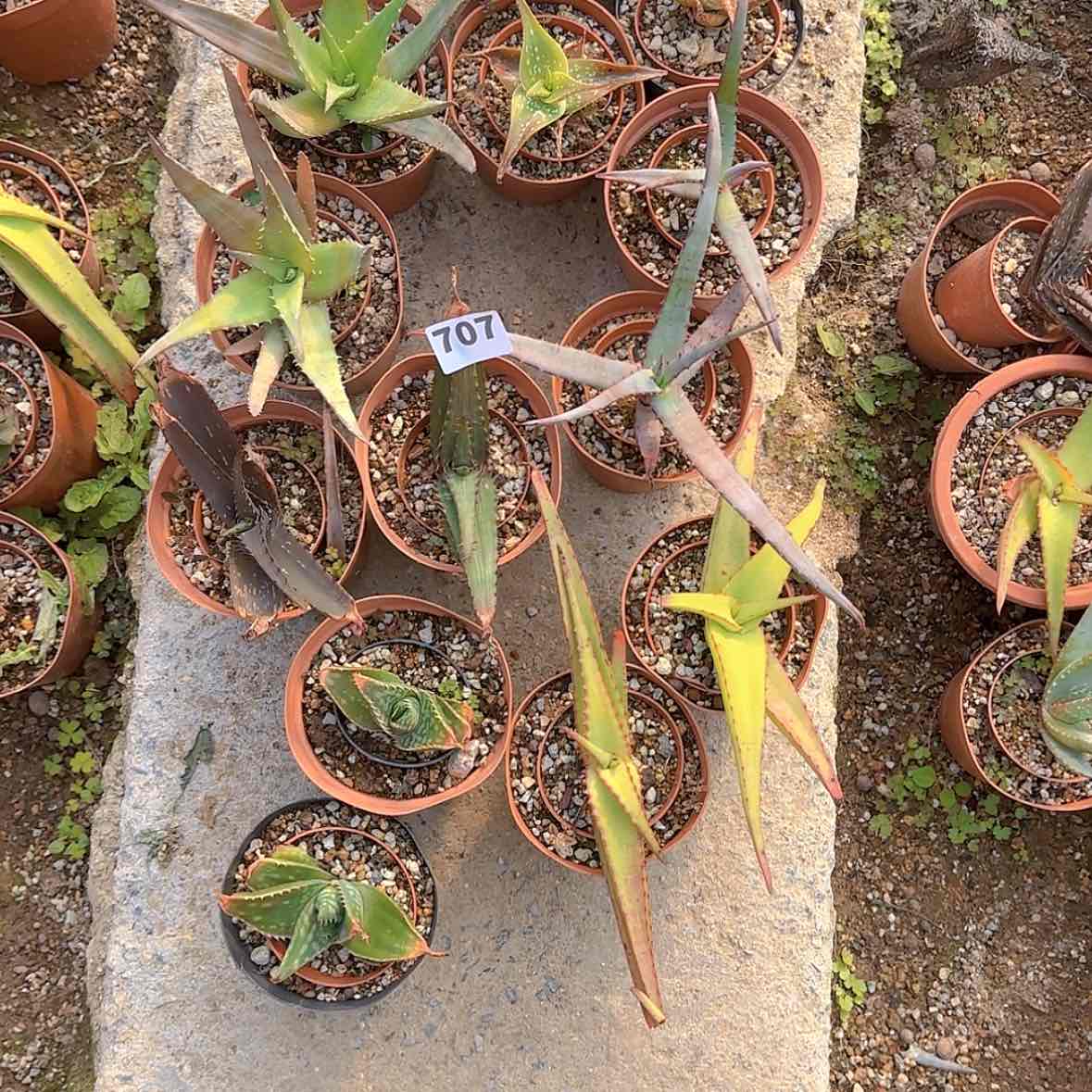 【闪购商品】c*c块根植物