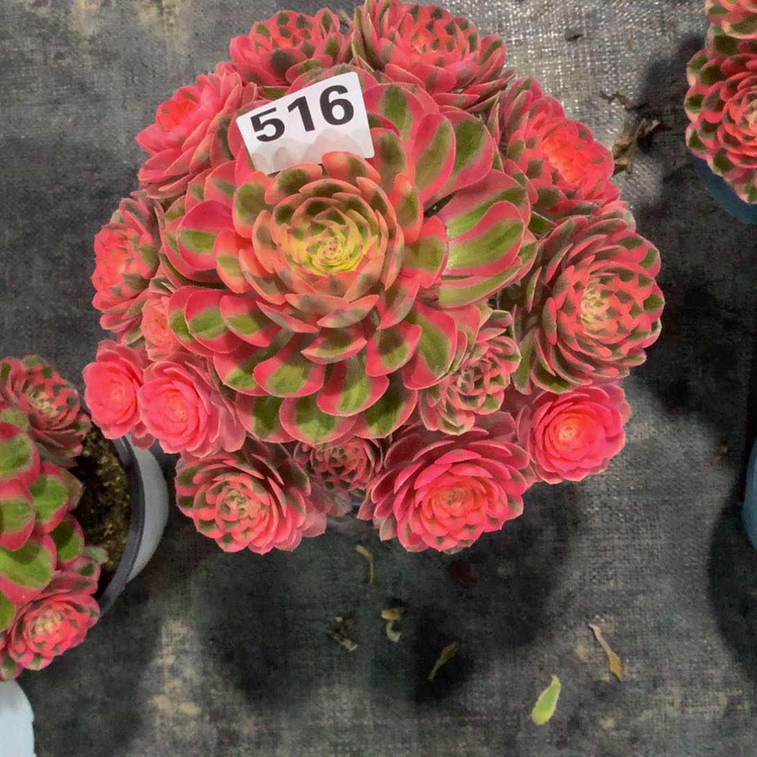 夏*?荔枝516法师多肉