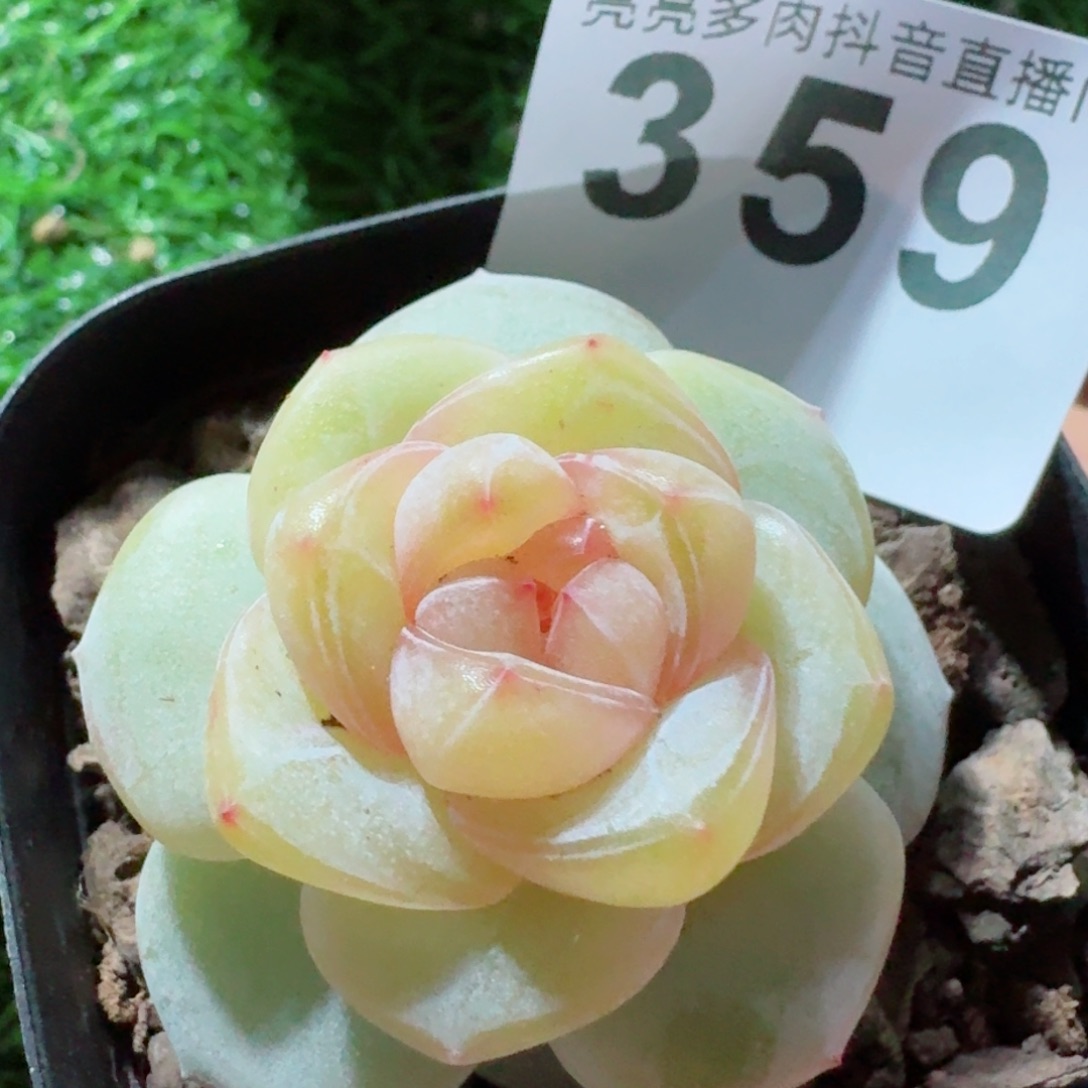 桃贝贝         精品多肉