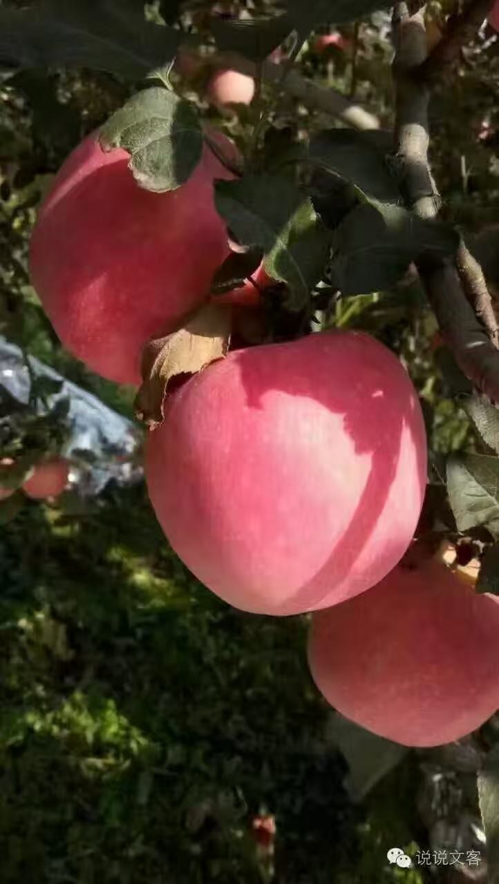 陕西红富士苹果新鲜多汁脆甜