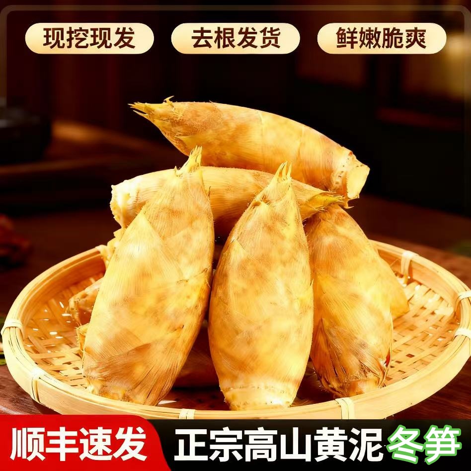 新鲜现挖冬笋广西桂林高山黄泥笋野生去老根顺丰发货脆嫩两头尖