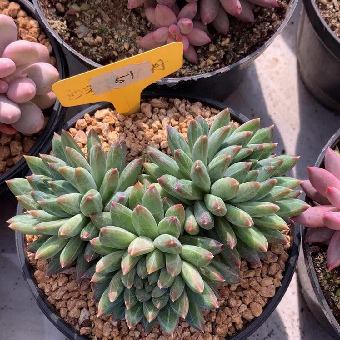 甲骨文7262726277273