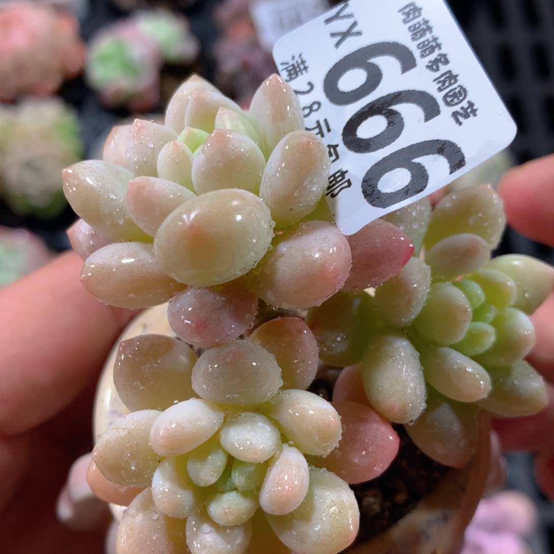 5CM拇指盆精控多肉YX666