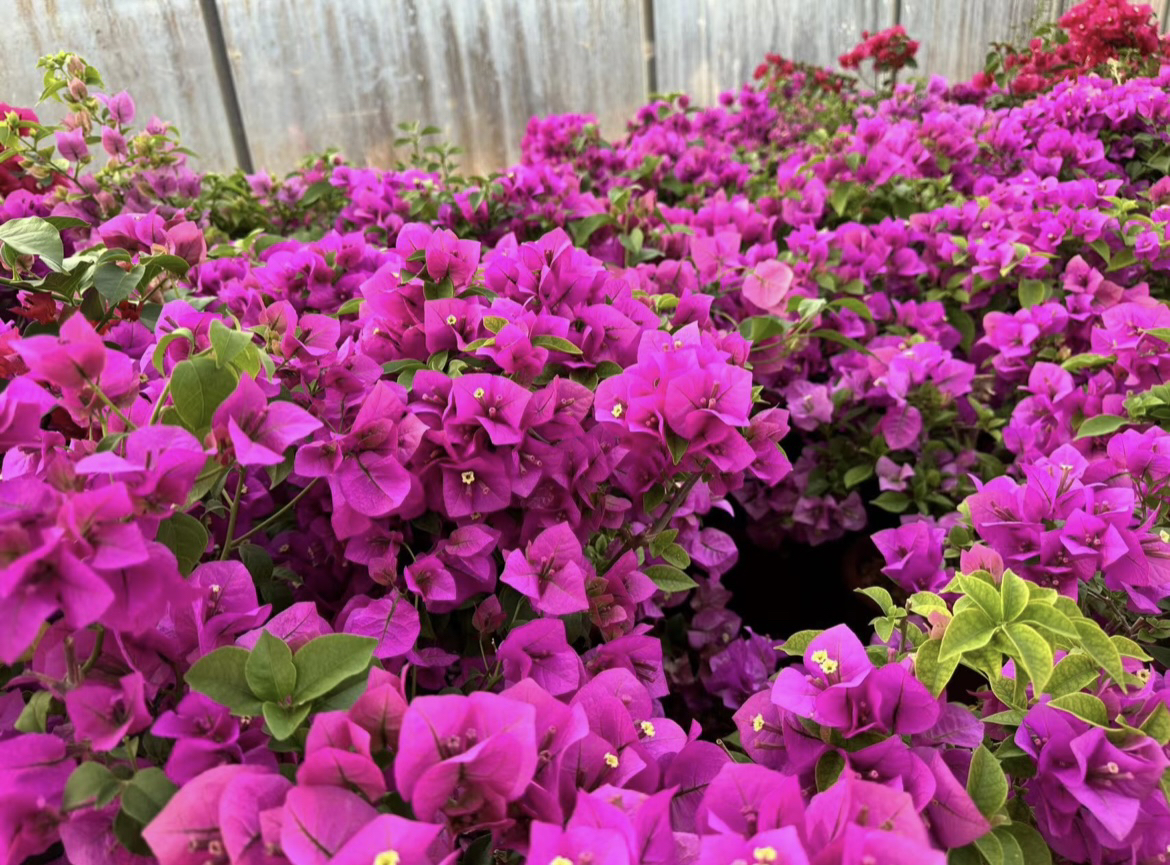 三角梅室内安格斯云南紫老桩绿植一物一拍