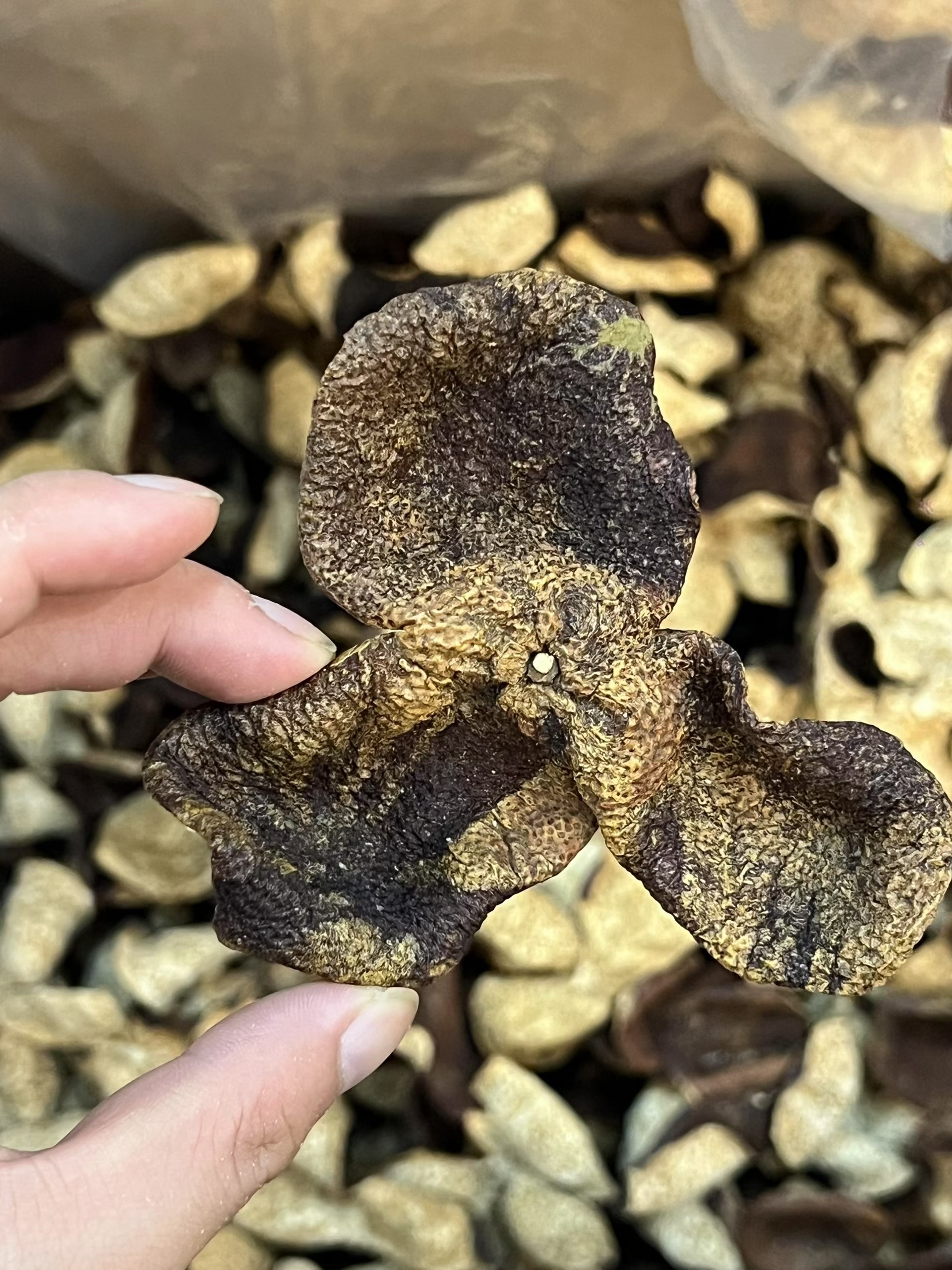 2020年茶坑冬后狗腩皮