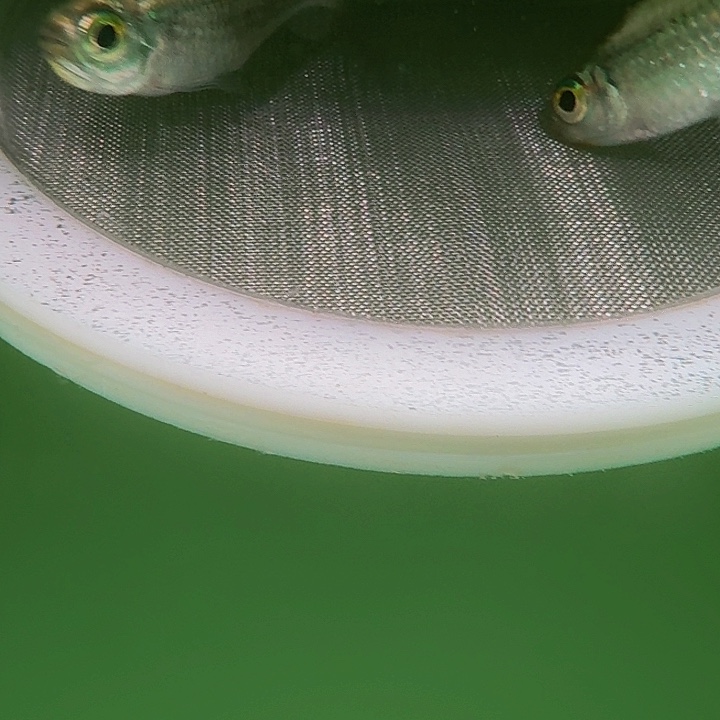 几***光灯科鱼K31-25 白金粉钻4cm左右 2条