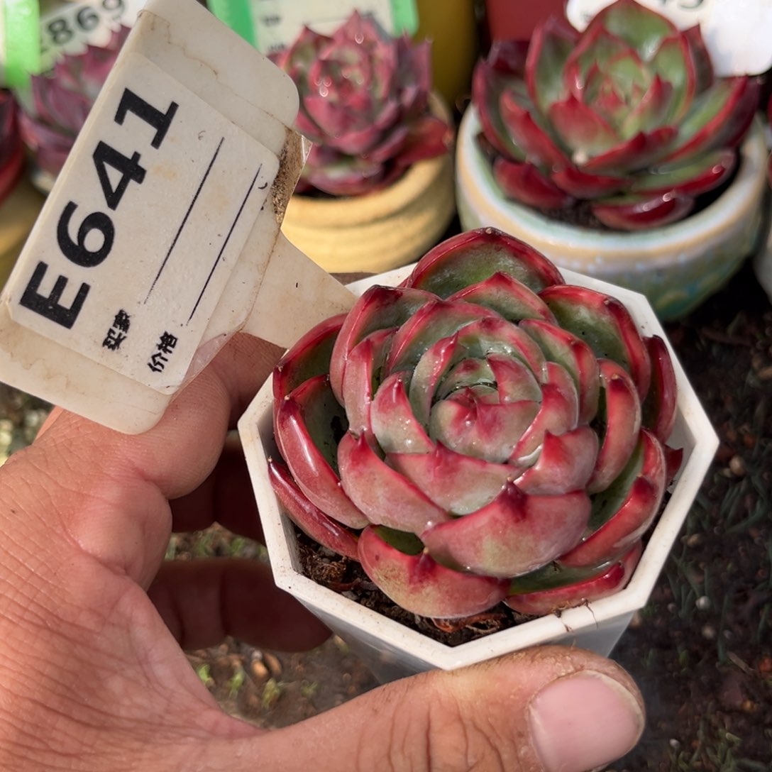 惊鸿一瞥641号多破了