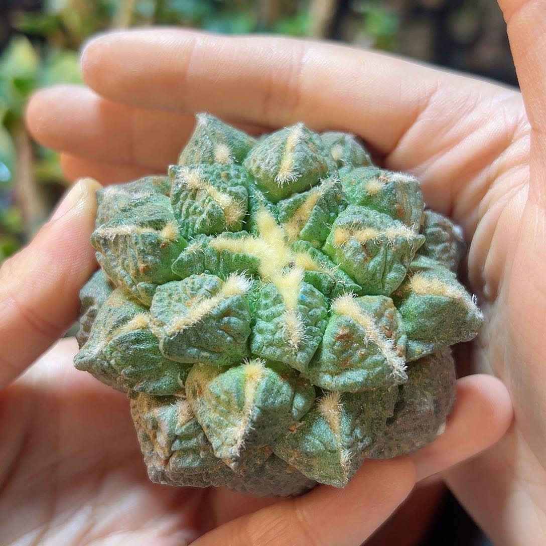 晚11号龟甲连山无根7.4公分