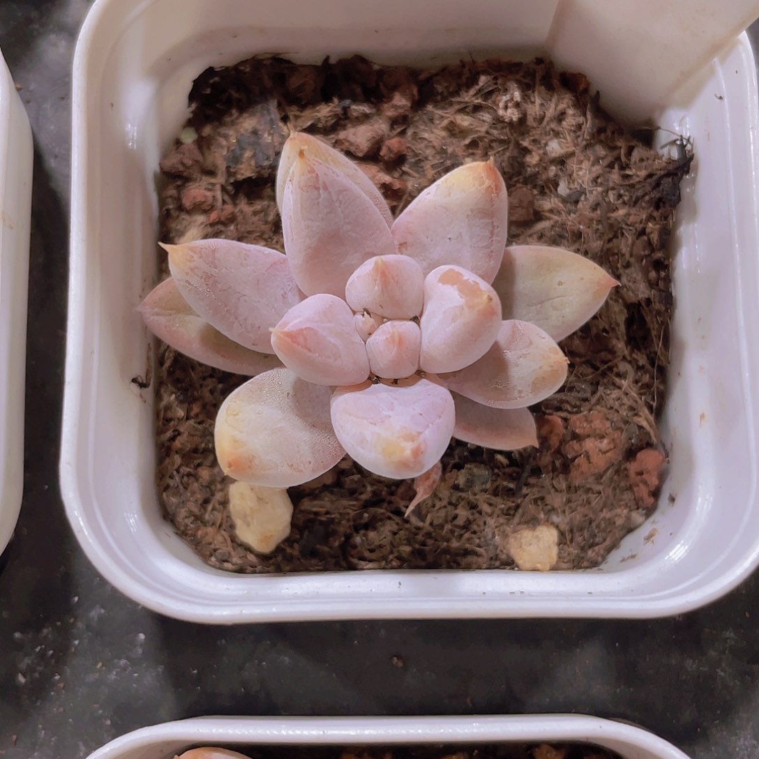 杜里万w083一物一拍