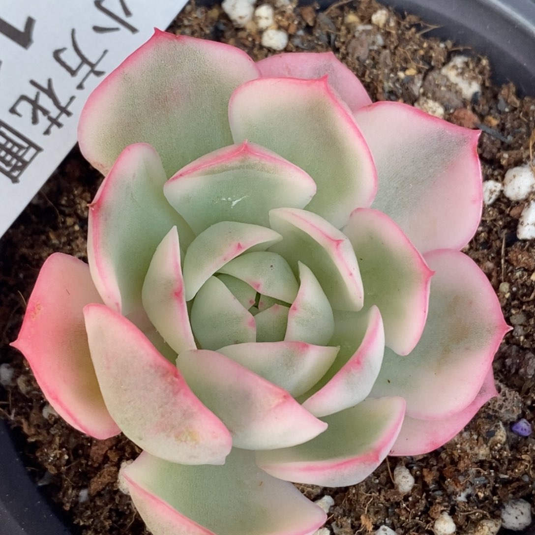 114粉水晶锦 小方花圃一物一拍