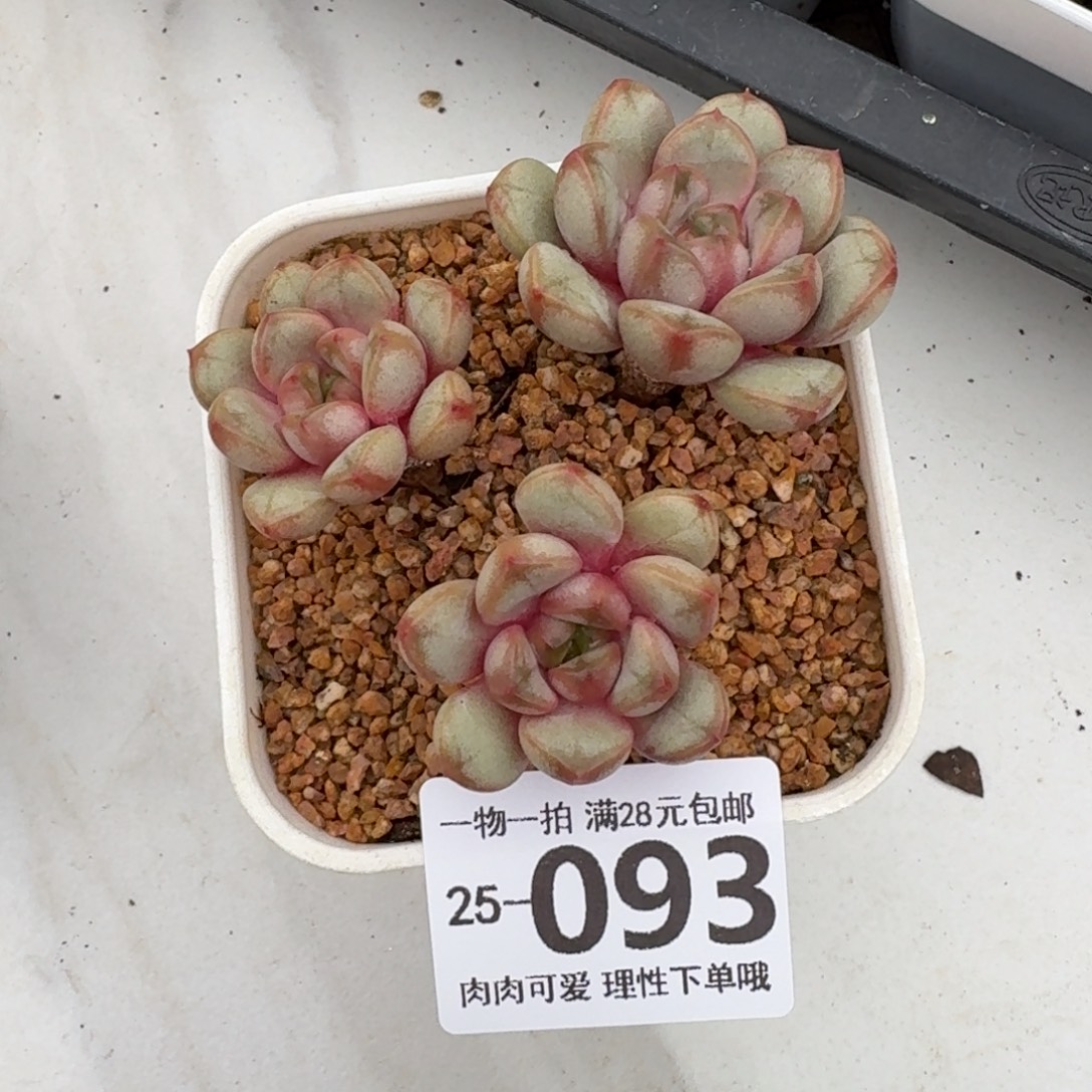 葡萄无盆土发货无