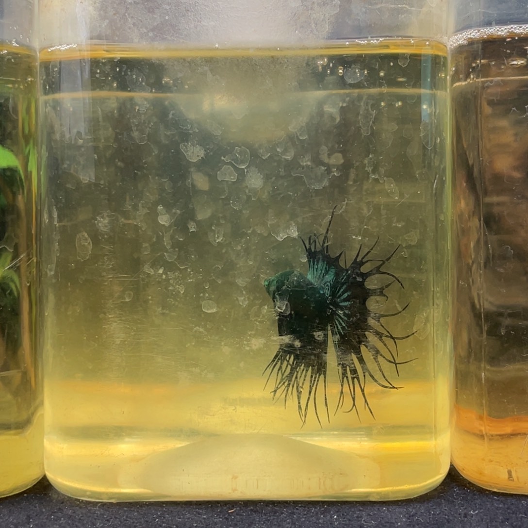 斗鱼十二月二日竞价