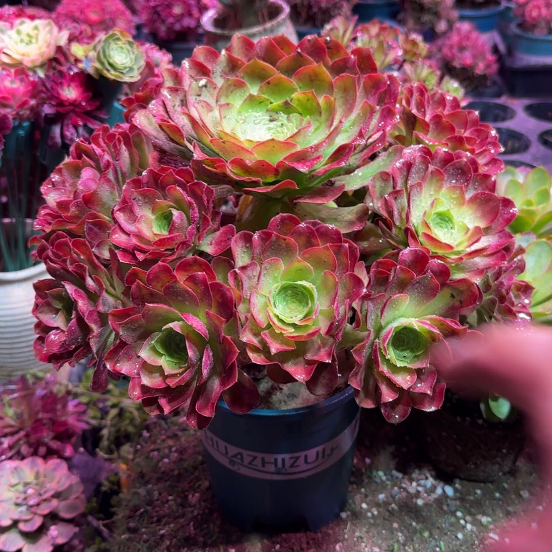 一物一拍罗曼尼模特