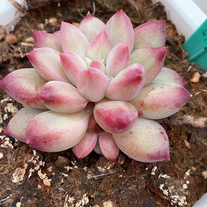 多肉植物虞美人1599