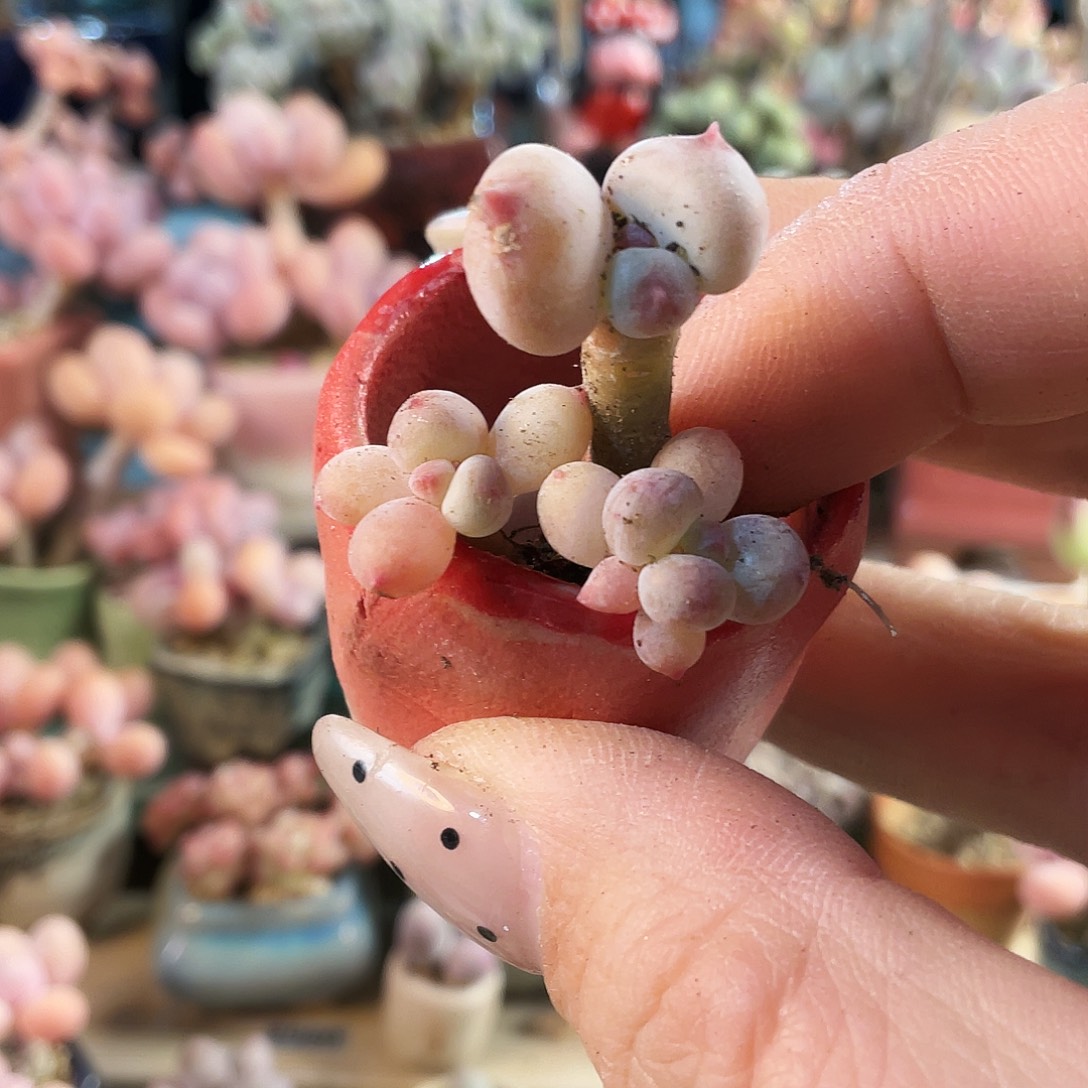 酒***子多肉植物的生长发育和生长发育