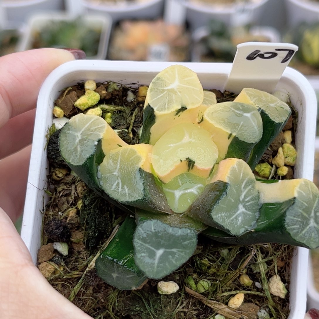 107玉龙万象锦福利专场