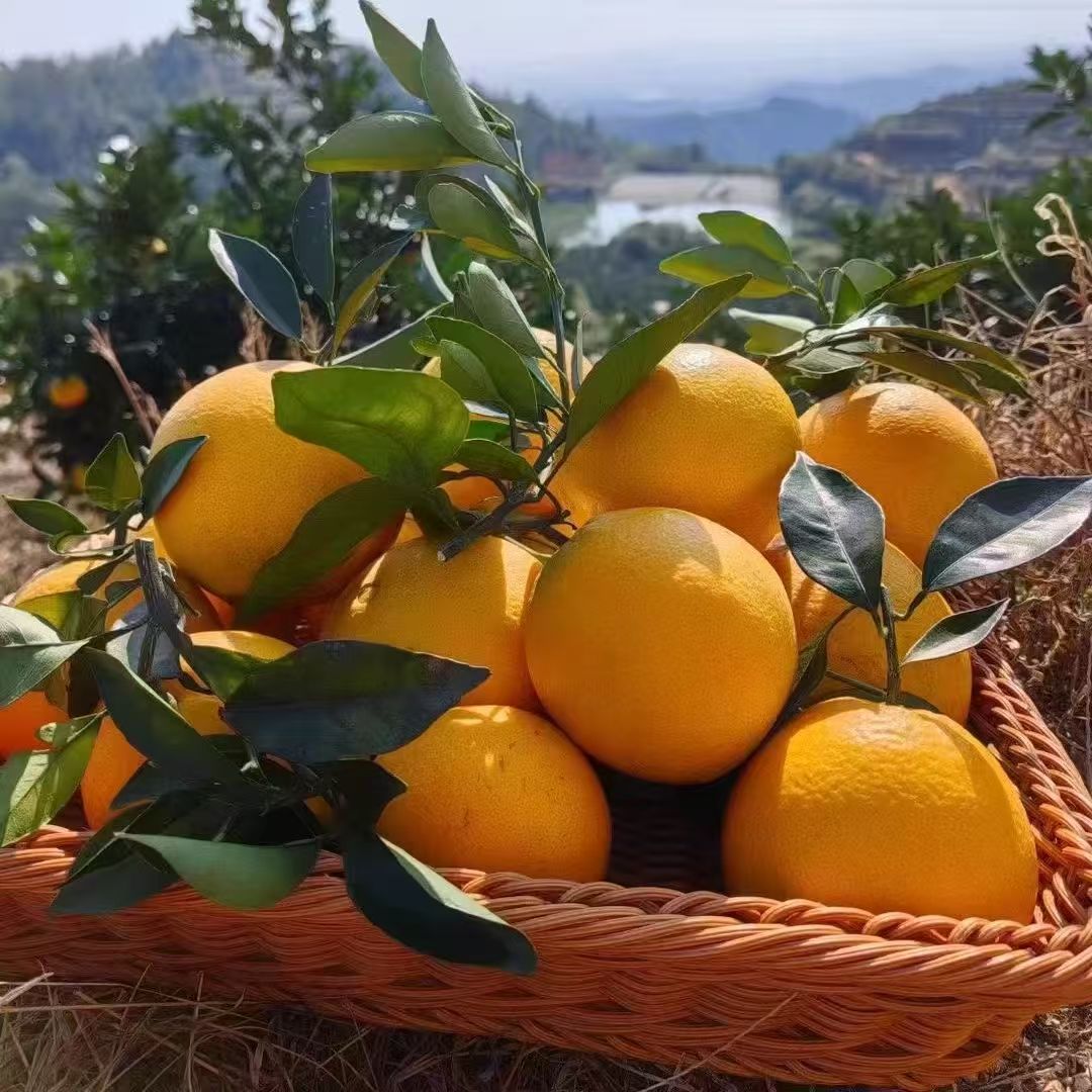 【韩大大】湖北天门发货正宗赣南脐橙果园直发新鲜多汁当季水果