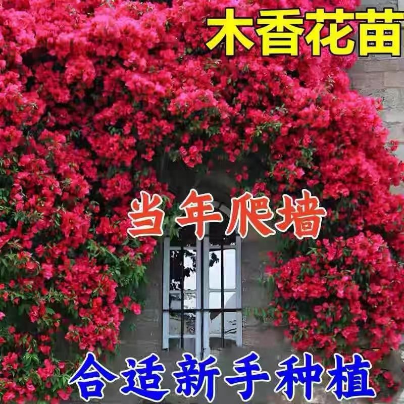 四季红木香红色爬藤植物特大花苗盆栽攀爬浓香花卉黄木香七里香