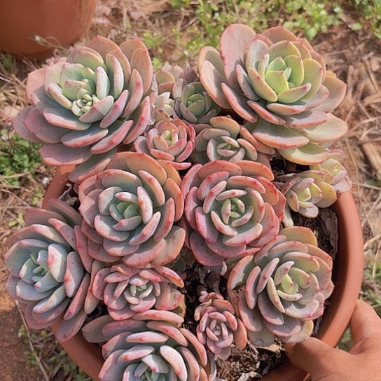 多肉植物。。。。。。。。。。。。。。。。。