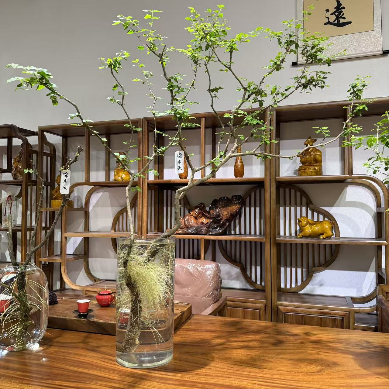 小叶女贞基地一物一拍！！！