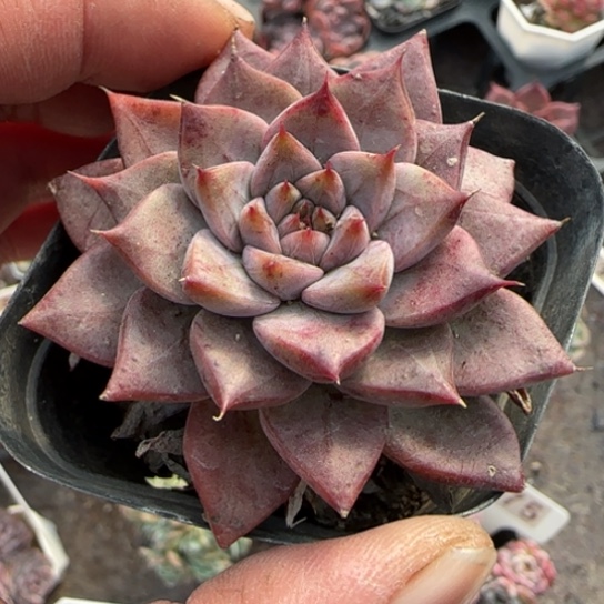 264海螺杂多肉植物多