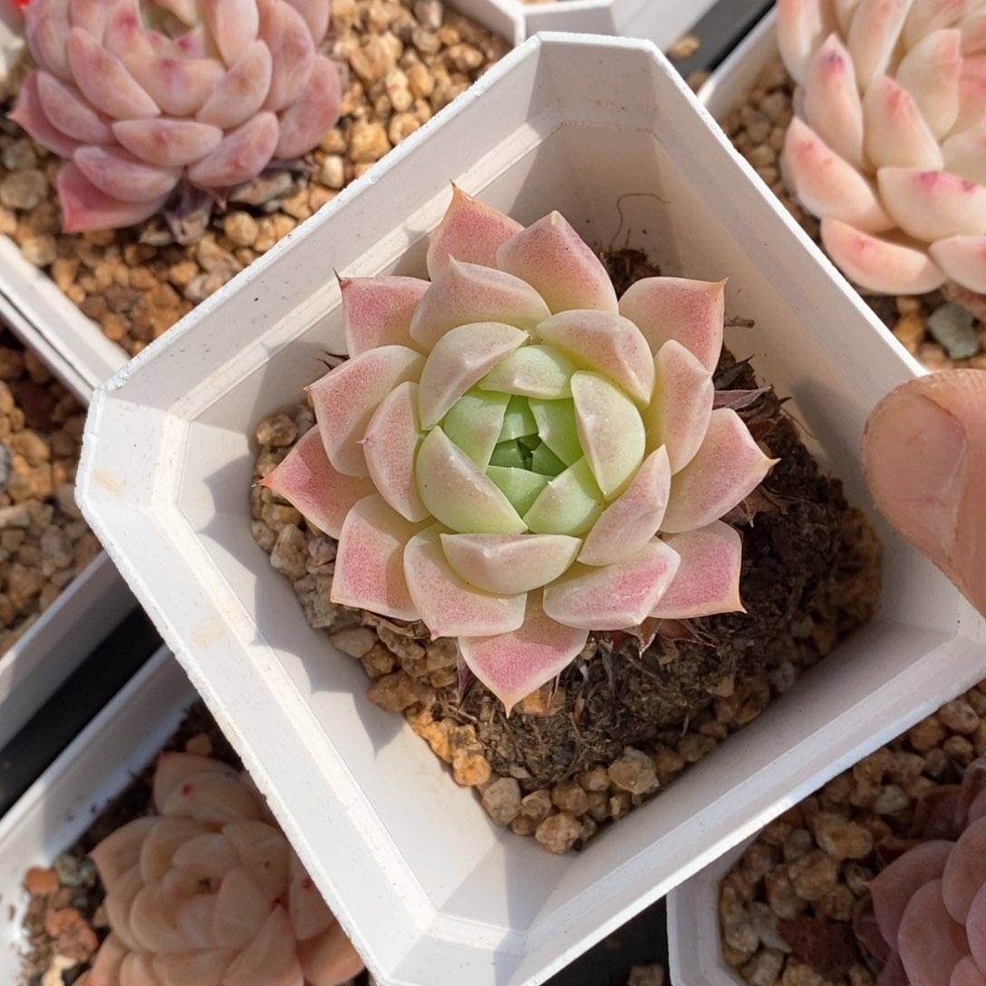 精品多肉一物一拍不包整177