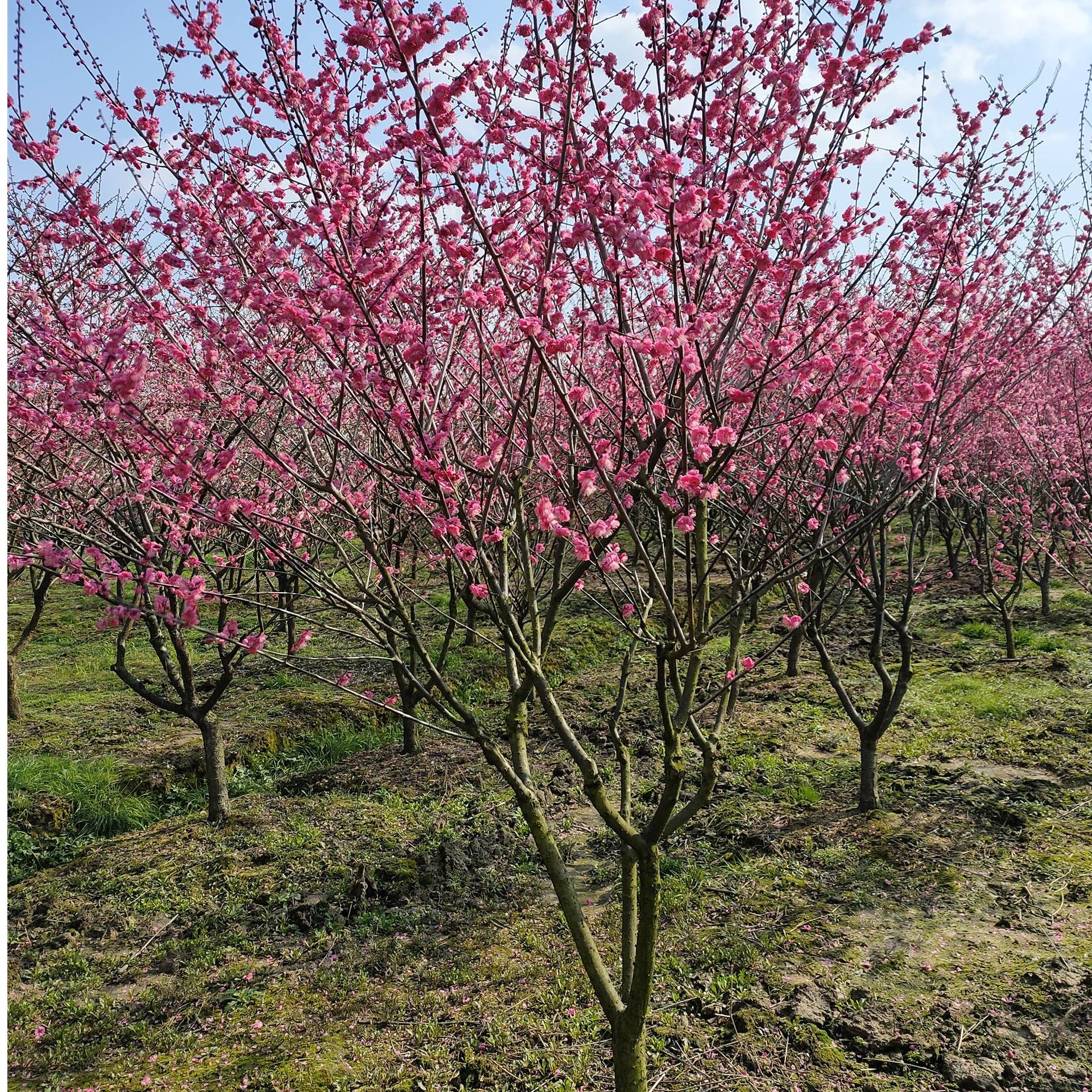 高杆梅花树苗四季盆栽树苗红梅花树红梅苗冬季花卉腊梅花庭院地栽