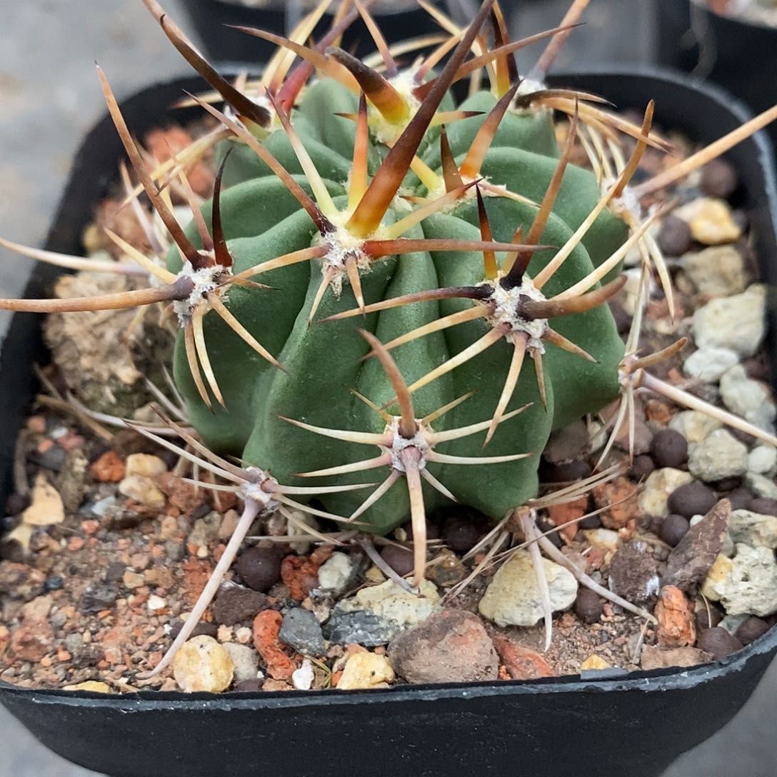 实生  狂风丸4.3公分左右一物一拍