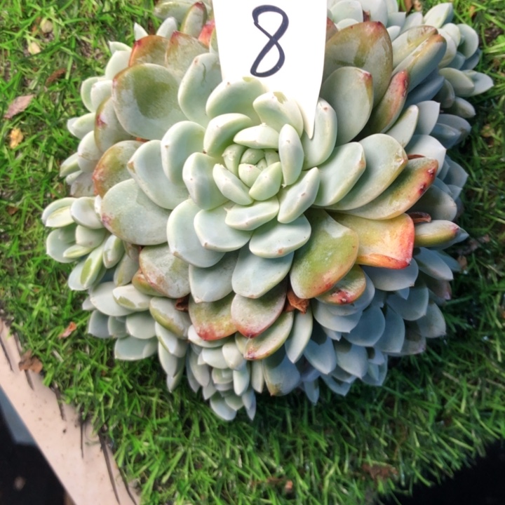 心**情8////////////////////