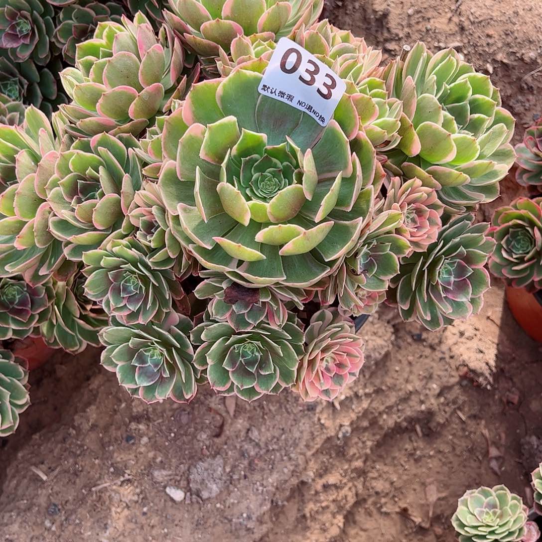 无花朵多肉植物033