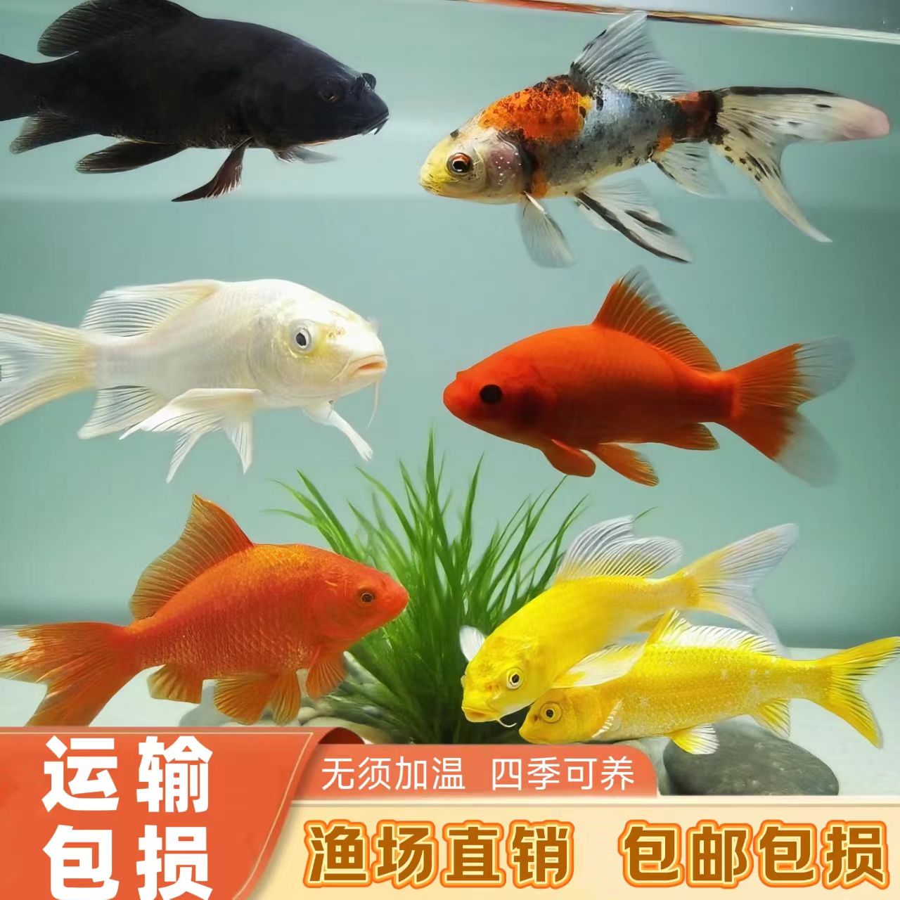  中国红锦鲤鱼活鱼冷水淡水观赏鱼金鱼大小型鱼苗批发耐活鱼