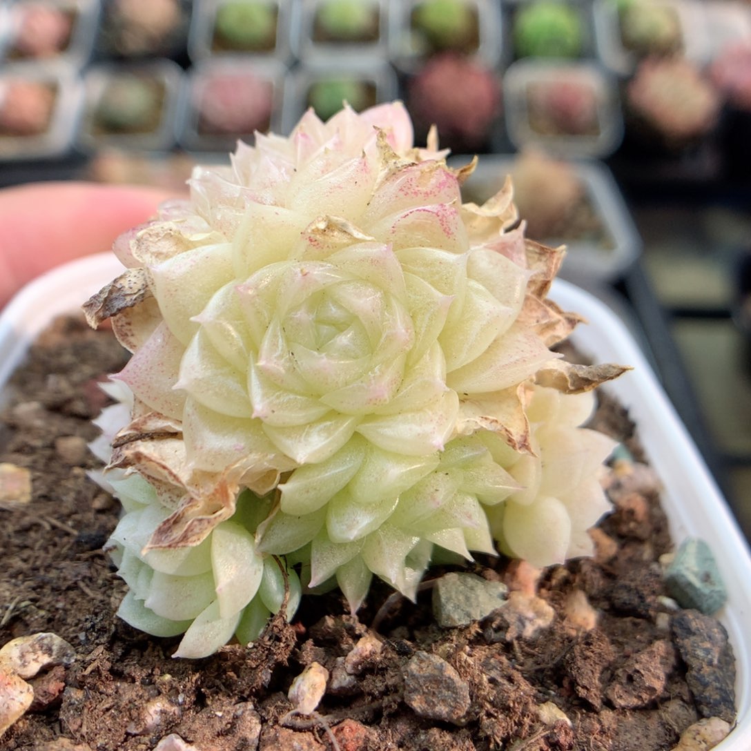 D23珠光冰透珍妮麦杆群