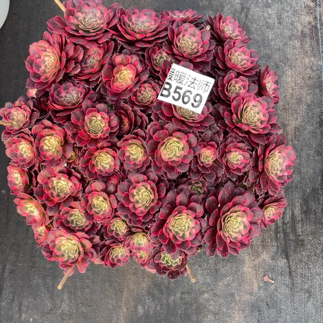 紫砂茶杯陈*姐569反反复复方法个