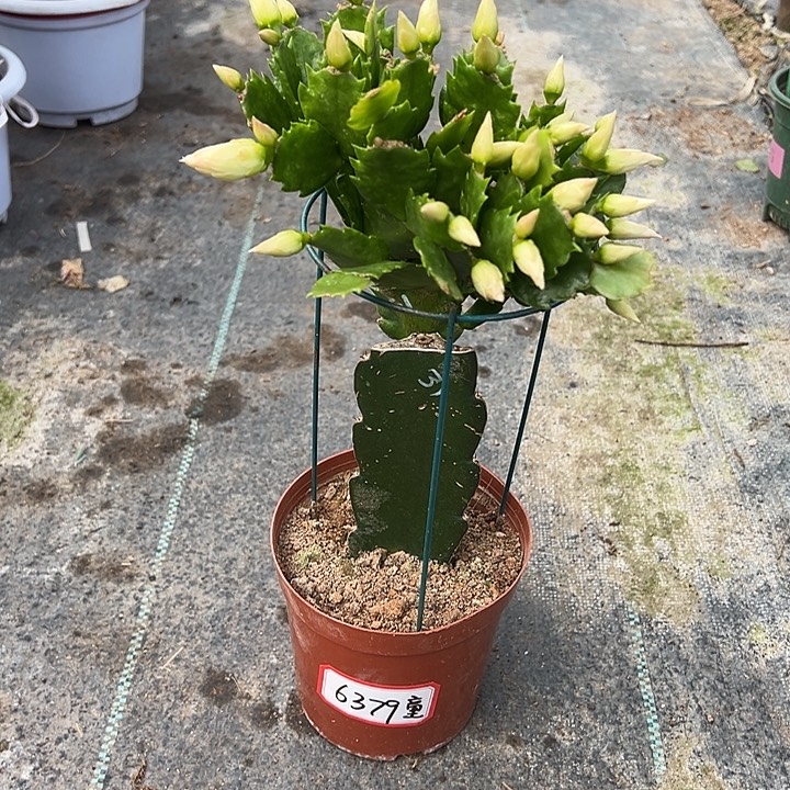 黄重瓣蟹爪兰6379