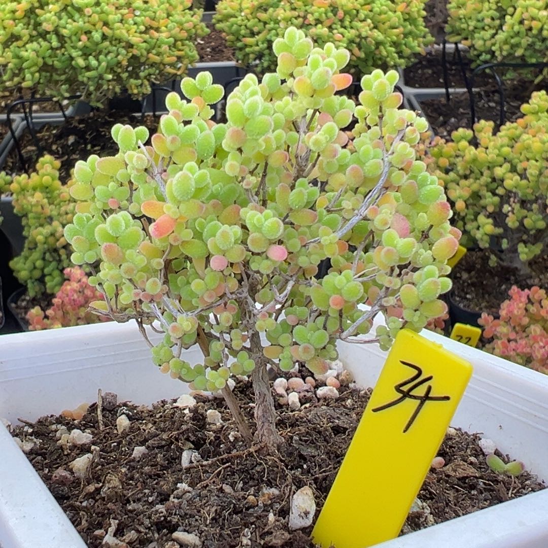 蜜橘糖球34号10cm盆