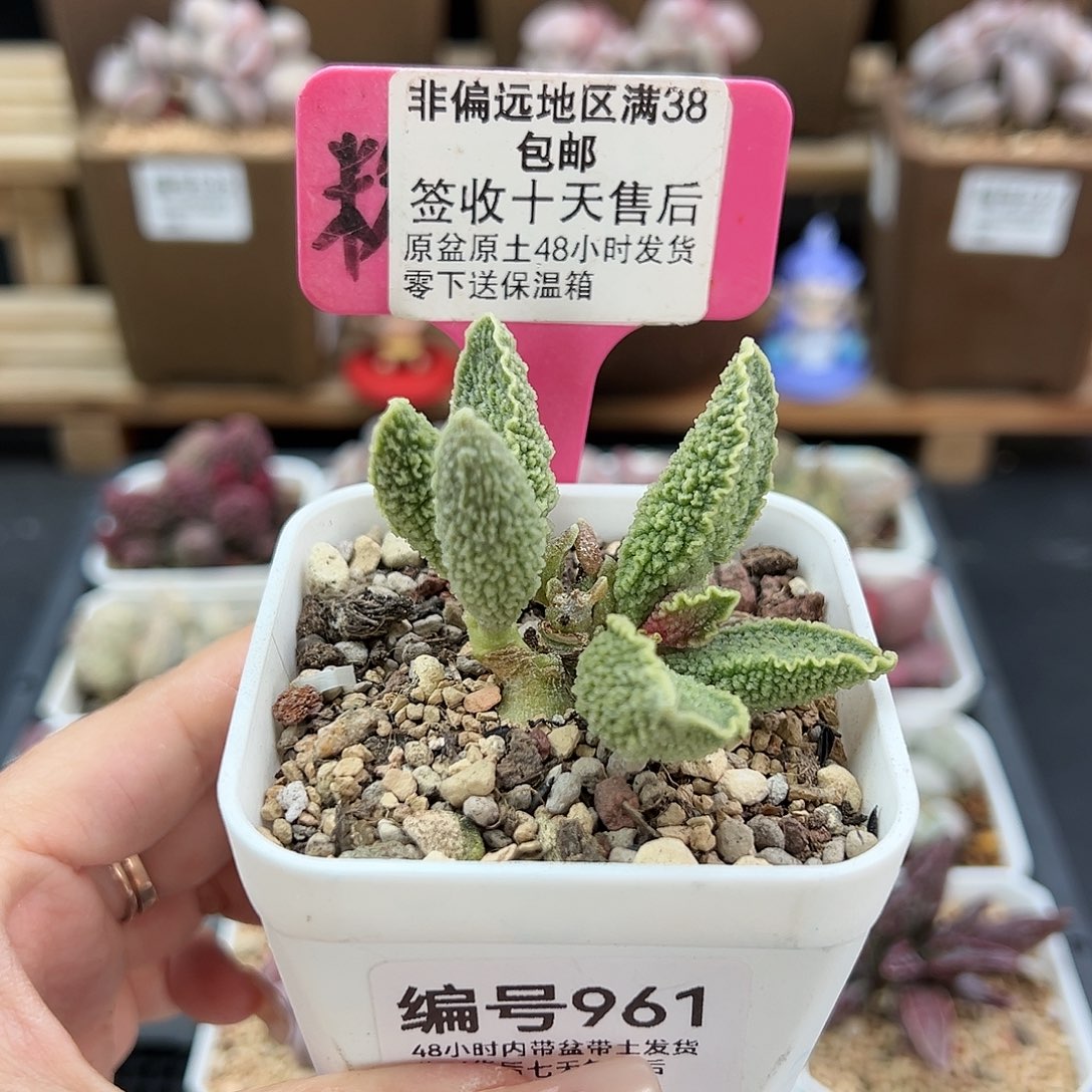 961绿皮多肉植物