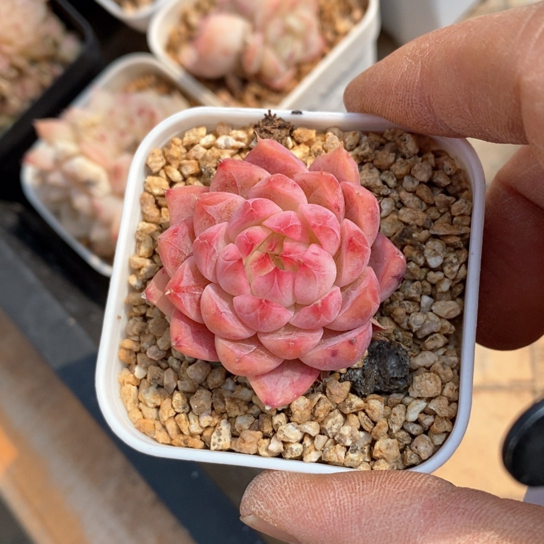 精品多肉一物一拍不包整513