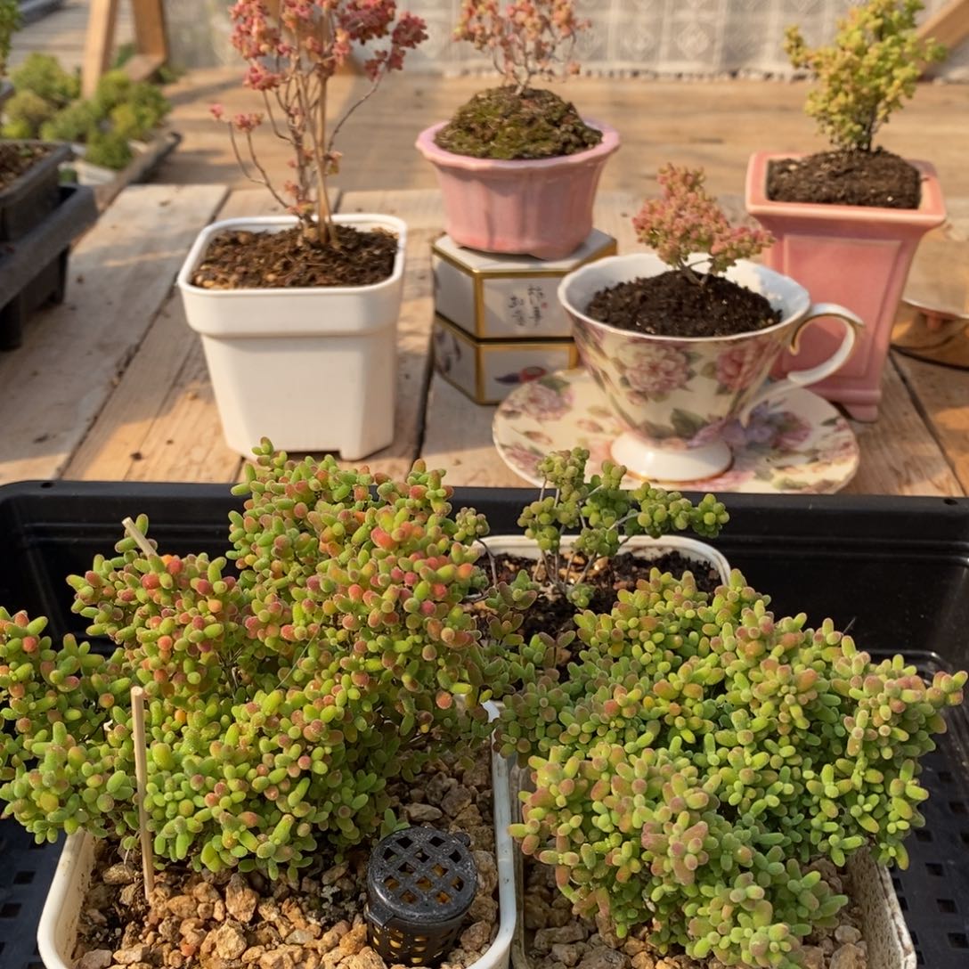 枝干蜜桔糖球来咯254