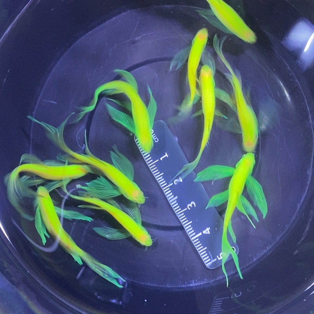 斑马鱼蝶翼斑马青苹果绿3.5-4厘米 10条