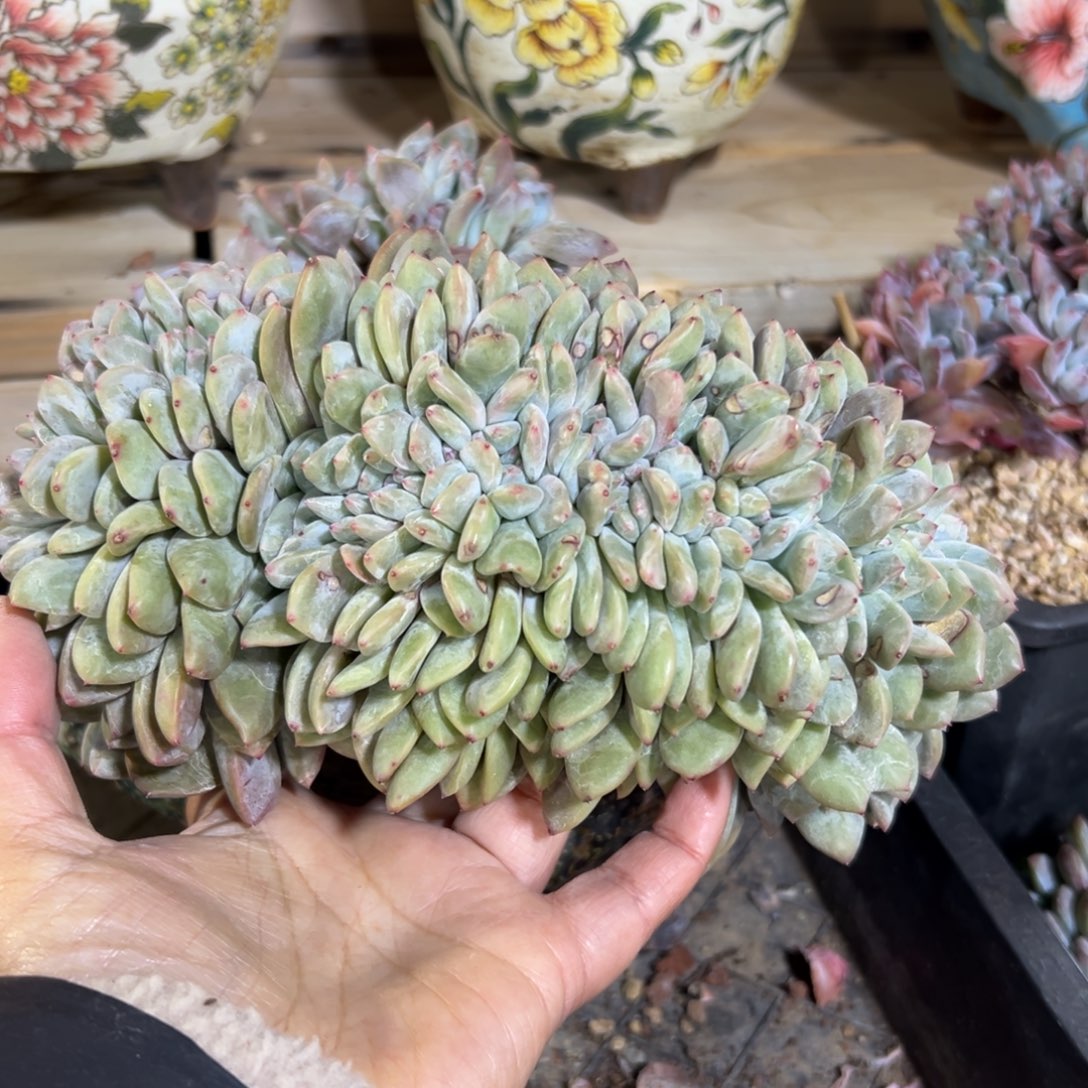 毛***9石榴籽星影毛毛发货