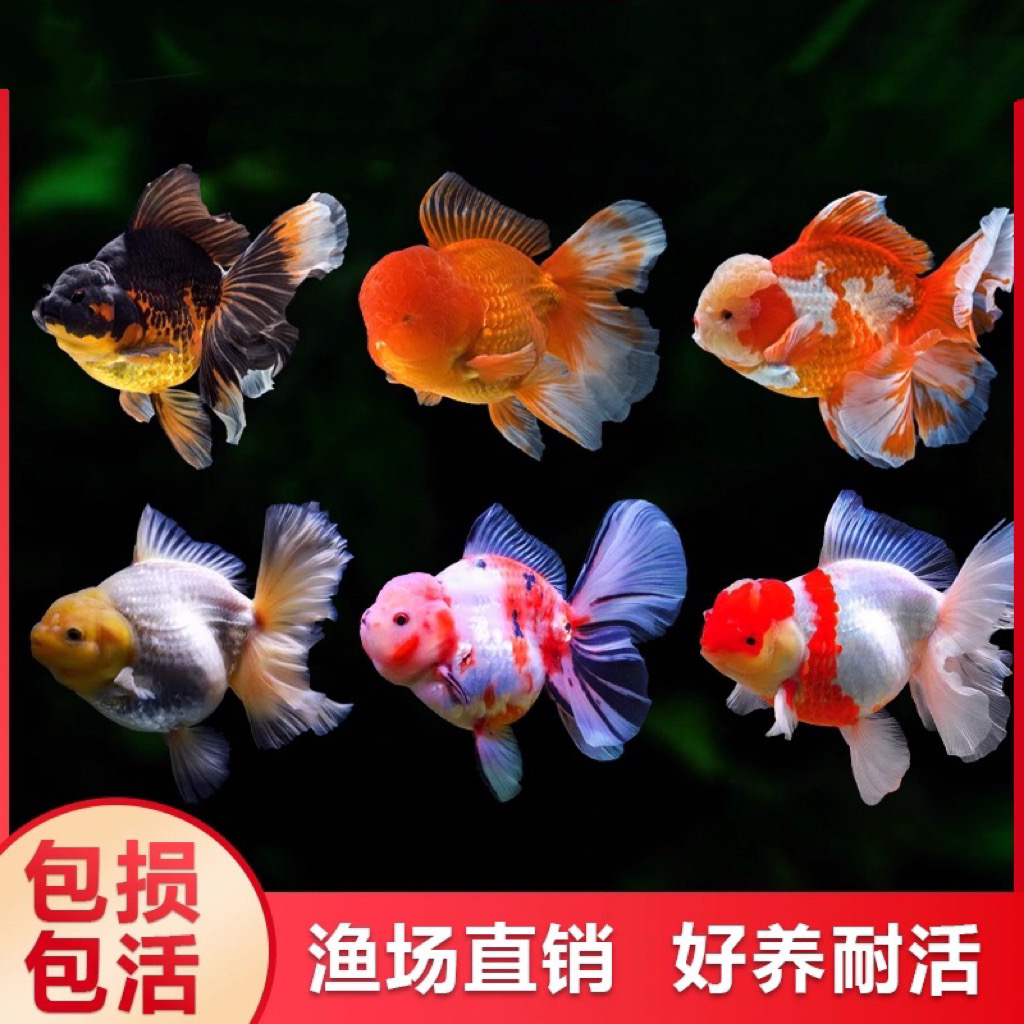 6-8厘米国粹金鱼冷水观赏鱼（13只）不支持指定颜色混搭发货