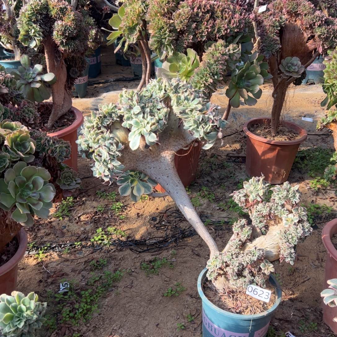 有伤灿烂623高度40厘米