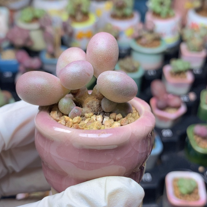 水光针奶酪 皮薄 晶体沙沙