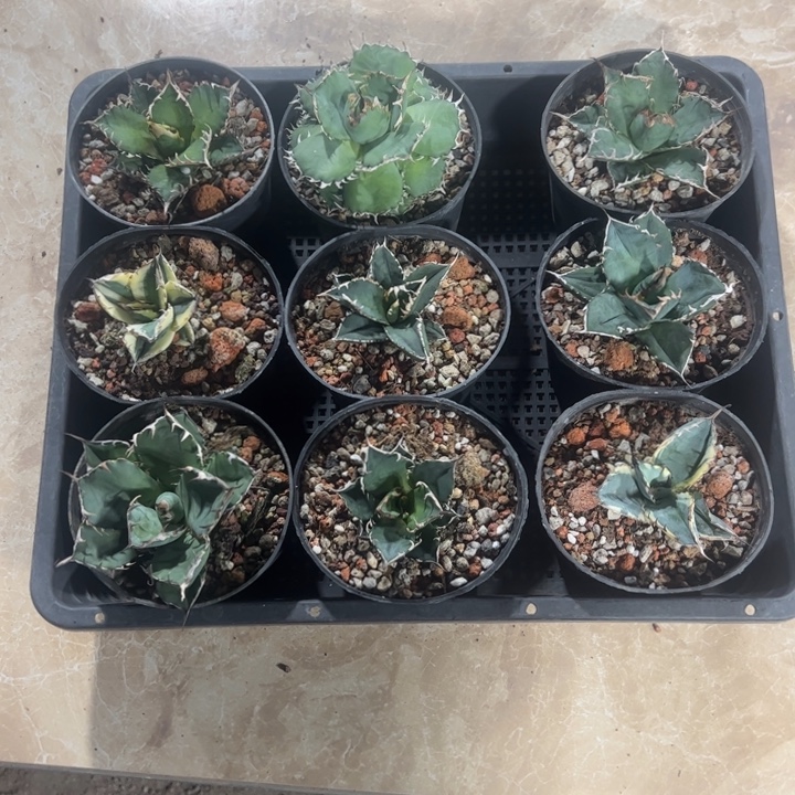 新手福利套餐9个一组
