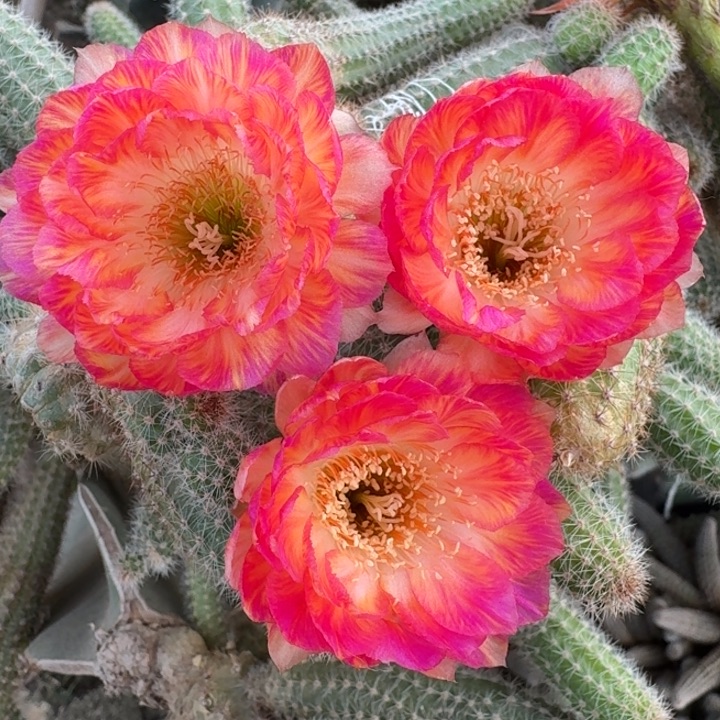 203丽花美花3歪3公分左右无根侧牙