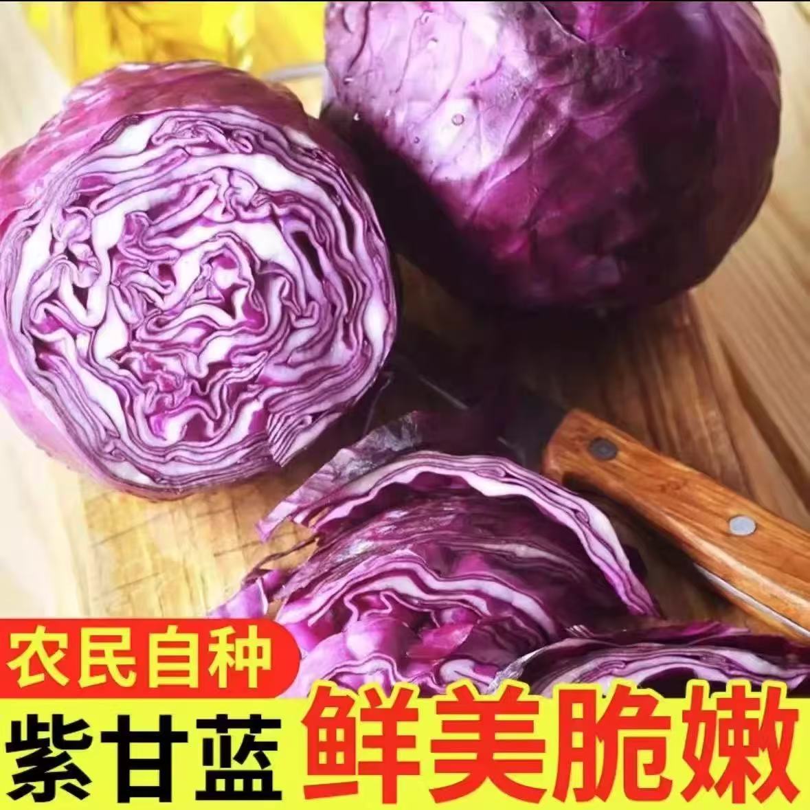 山东寿光紫甘蓝现摘现发新鲜蔬菜4.5斤净重