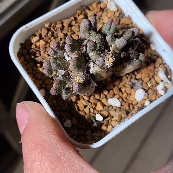 9395。     一群斑马。    