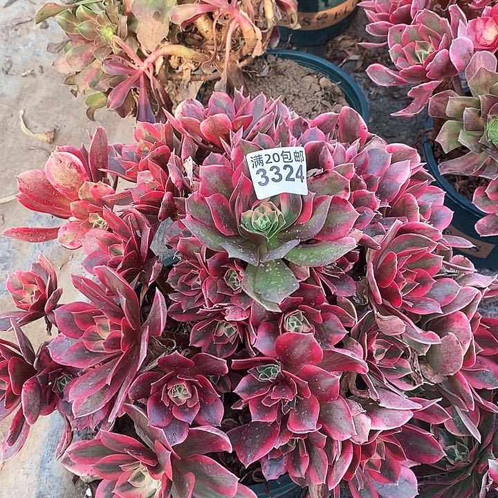 3324 一颗女神法师