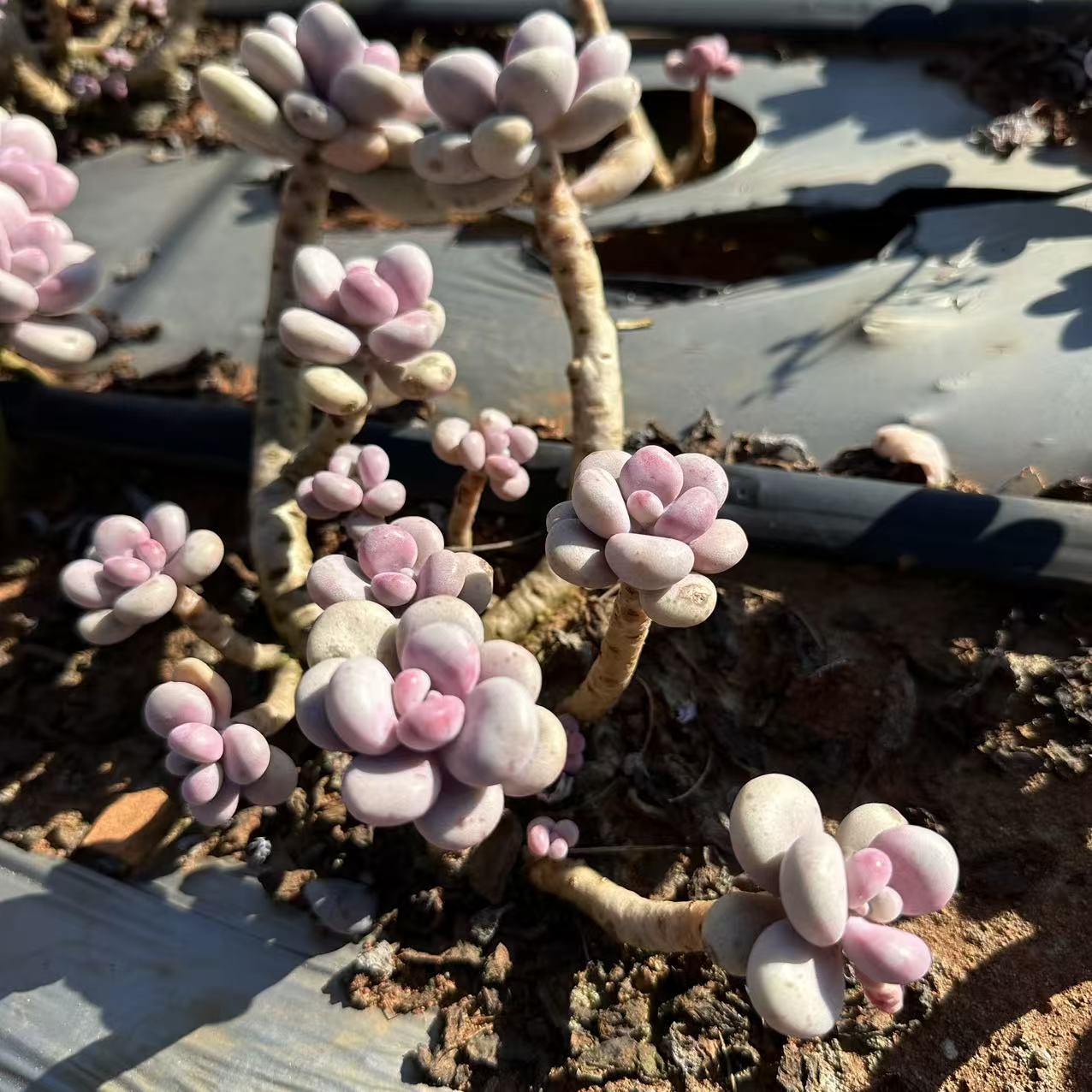 云漫多肉 LL地栽桃蛋 缀化  多肉植物