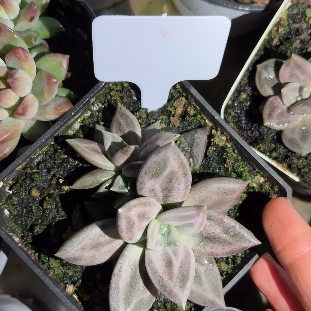 熙春7777777777777777